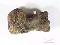 藏品(牛肱骨遠端關節)的圖片